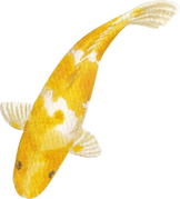 Watercolor Koi Fish